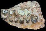 Oreodont Jaw Section With Teeth - South Dakota #81942-1